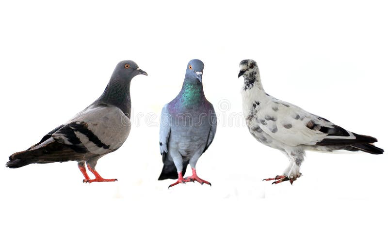 Three pigeons