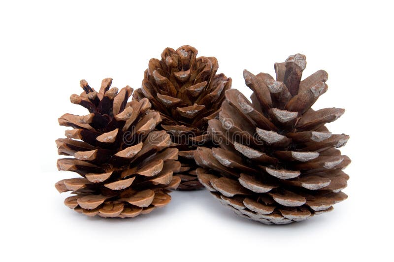 Three Pine cones stock photos Three Pine cones stock photos