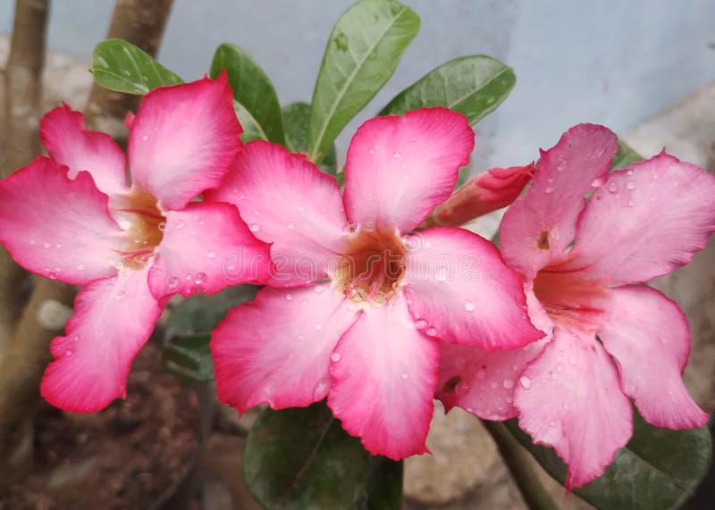 Three Pink Flowers Bloom after Rain with Some Water Stock Photo Image of tree, leaf 259035160