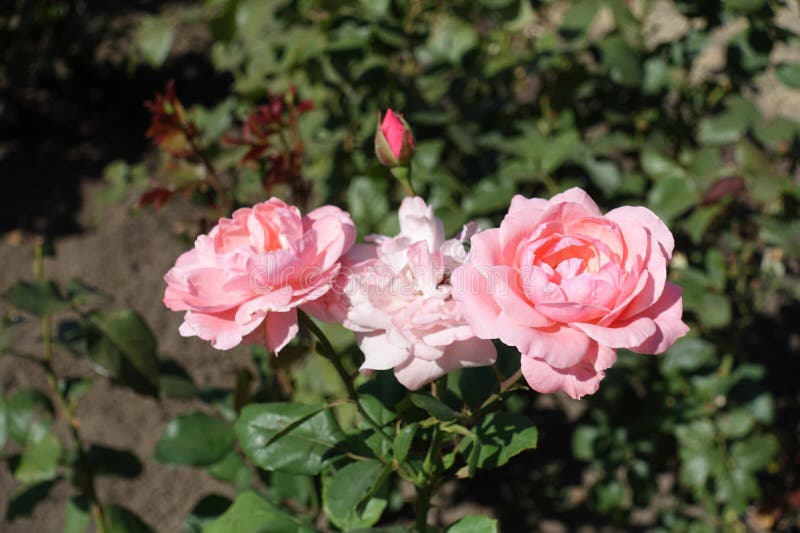 Three Pink Flowers of Roses in September Stock Photo Image of thorn
