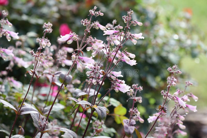 Dark Towers Hybrid Beardtongue