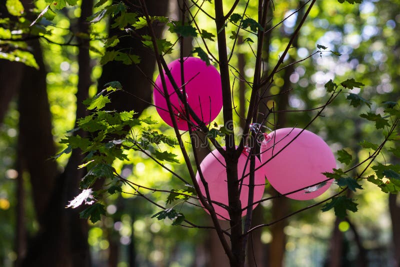 Three pink toy balloons on a maple tree