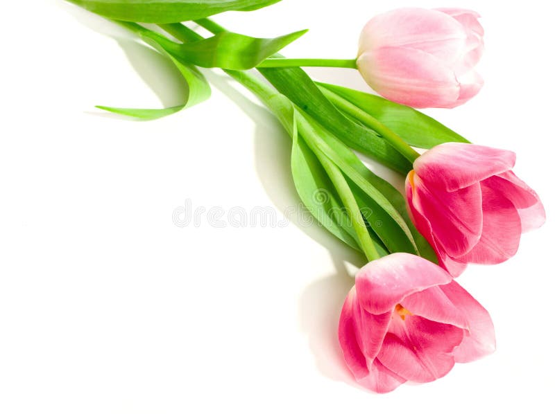 Three pink tulips