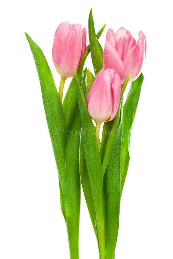 Three pink tulips