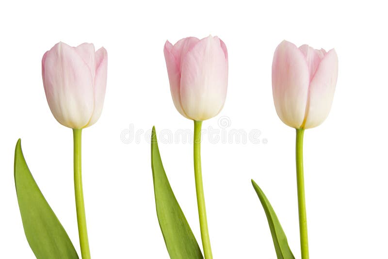 Three pink Tulips