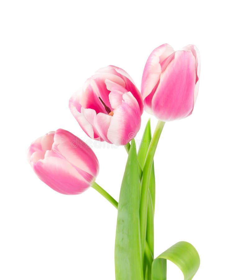 Three pink tulips