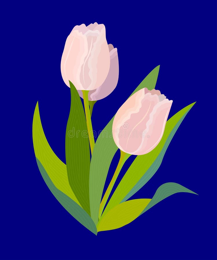 Three pink tulips on blue