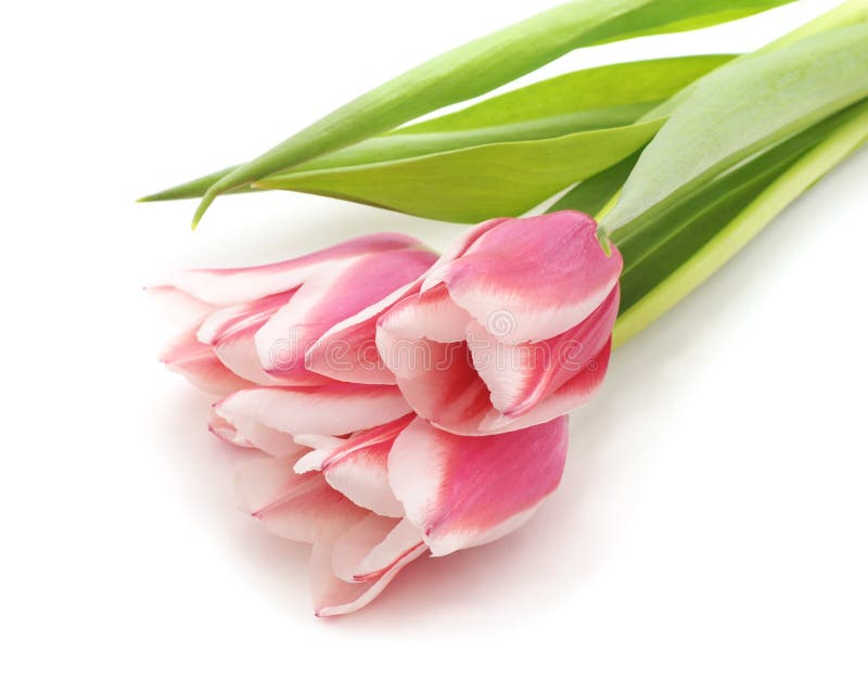 Three pink tulips