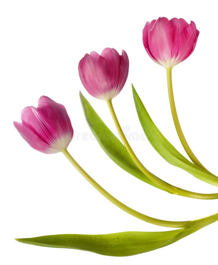 Three pink tulips