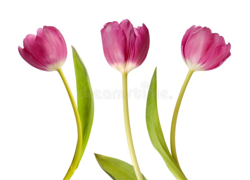 Three pink tulips