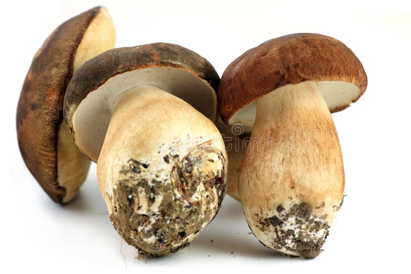 Three Porcini Musrooms Fused Together in a Hand Stock Photo Image of