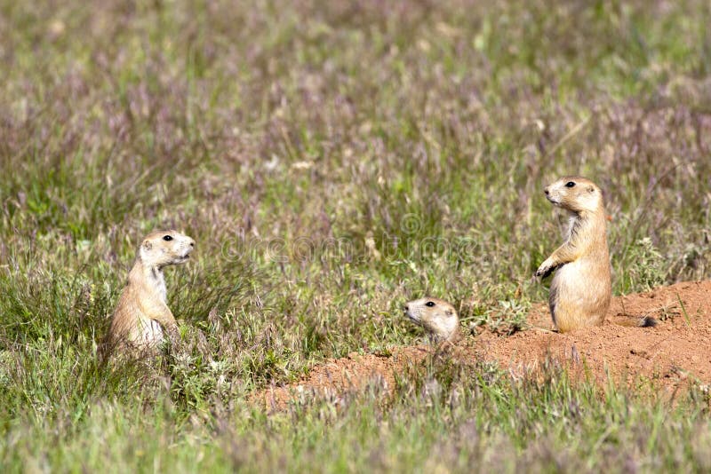 Three prairie dogs communicate.