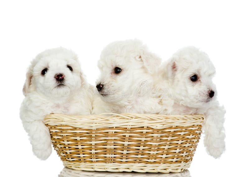 Three puppies in a basket. stock image