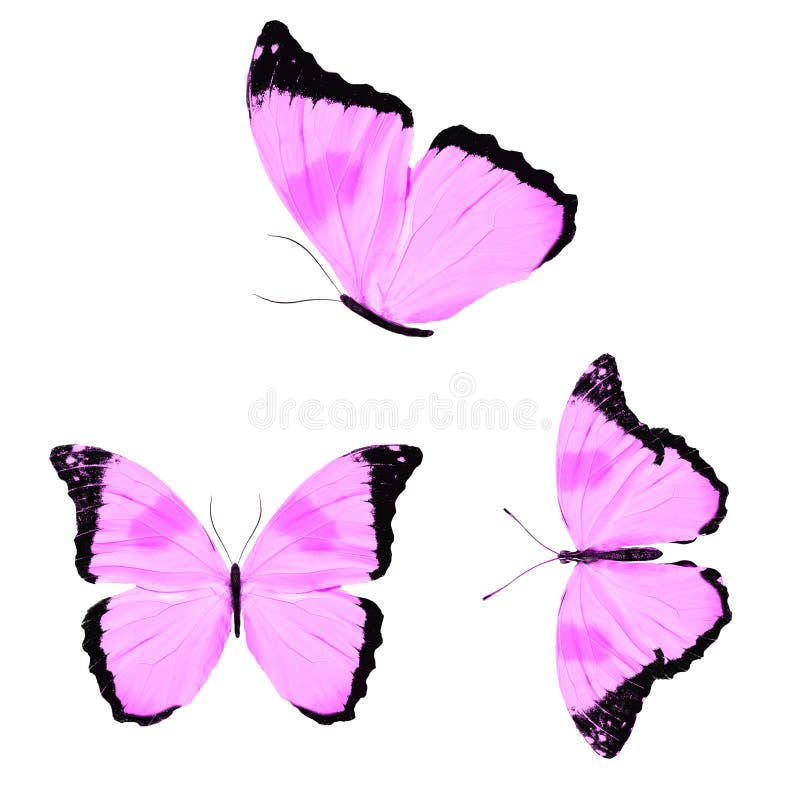 Three purple butterflies isolated on a white background