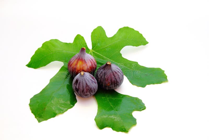 Three Purple Figs and a Green Leaf Stock Photo Image of three, sweet