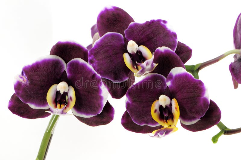 Three purple orchid