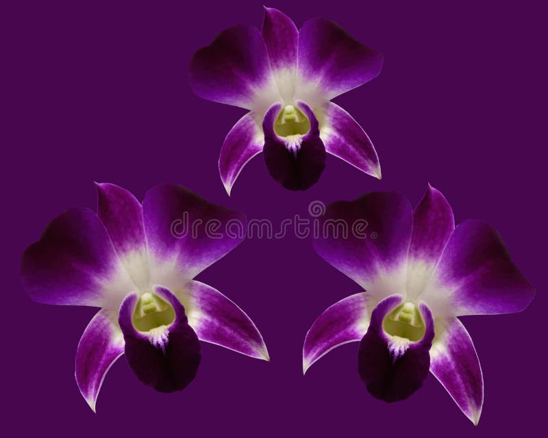 Three Bright Purple Orchid Flowers Stock Image Image of spring