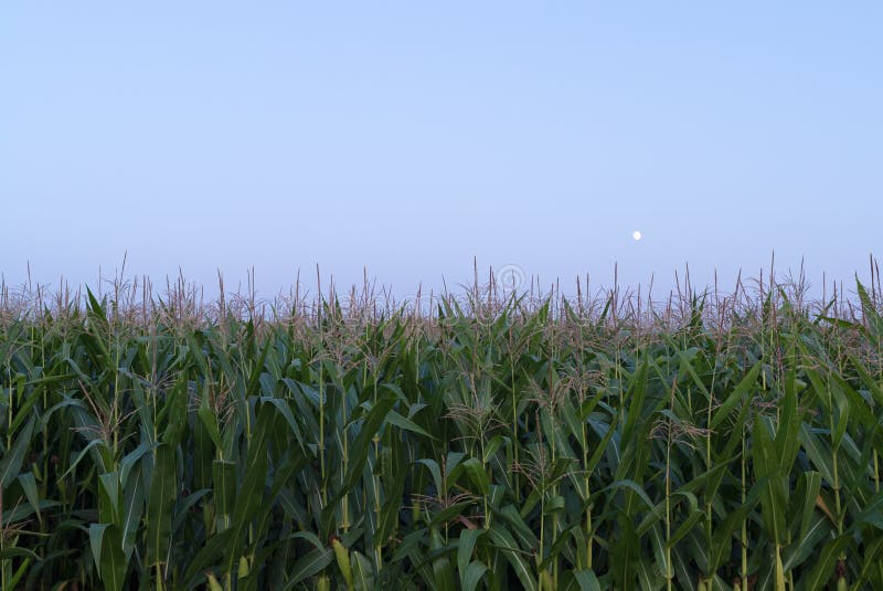 Three Quarter Moon Rising into the Night Sky Over a Green Corn Field