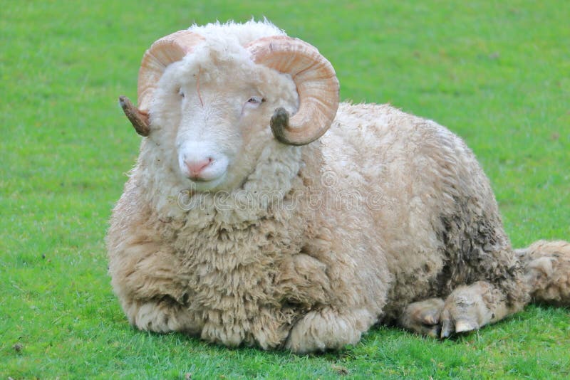 Profile Of A Sheep With Large Horns Stock Photo Image of animal