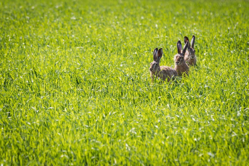 Three Rabbits Sitting in a Meadow Stock Image Image of pasture
