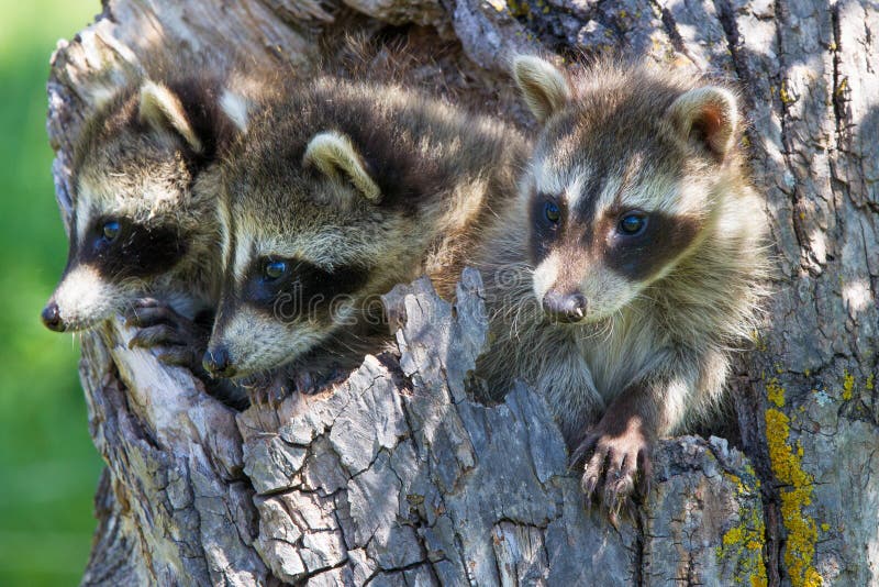 Three raccoons