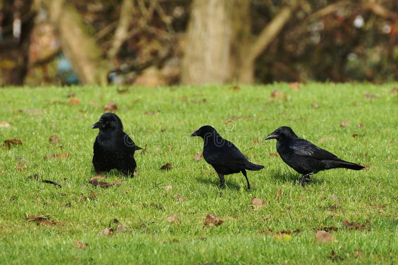 Three Ravens on Green Grass Stock Image Image of birdwatching, beak