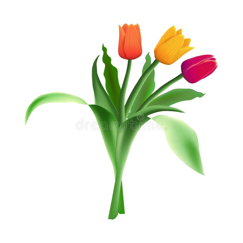 Three realistic vector beautiful tulips isolated on white background. Red, orange and yellow flower buds in a bouquet.