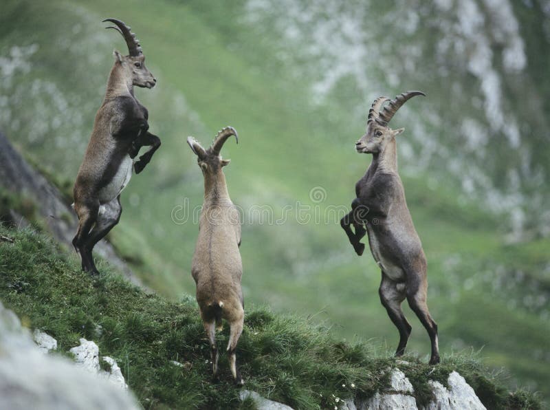 Three rearing alpine ibexes