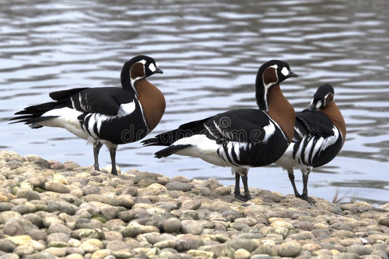 Three Red-Breasted geese
