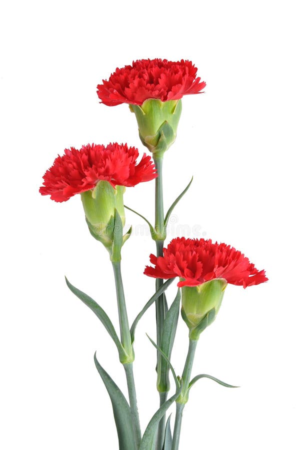 Three Red Carnations