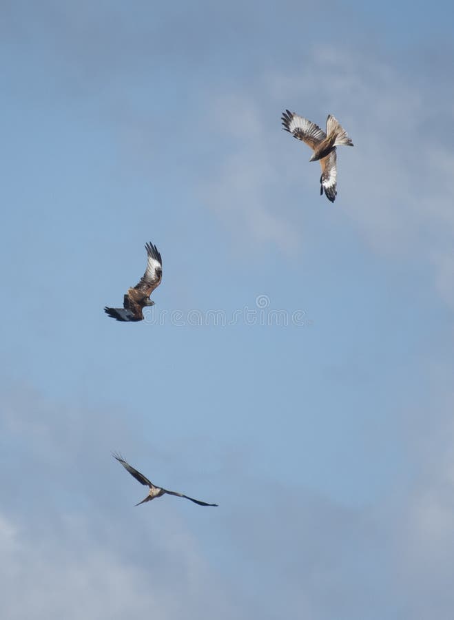 Three Red Kites Flying in the Sky Stock Image Image of flying, kites