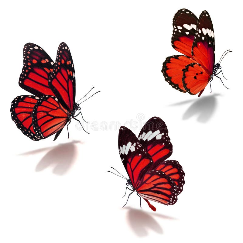 Three Red Monarch Butterfly Stock Image - Image of isolated, monarch ...