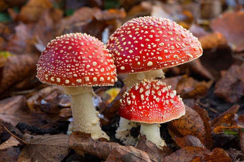 Three Red Spotted Mushrooms between Leaves Stock Image Image of