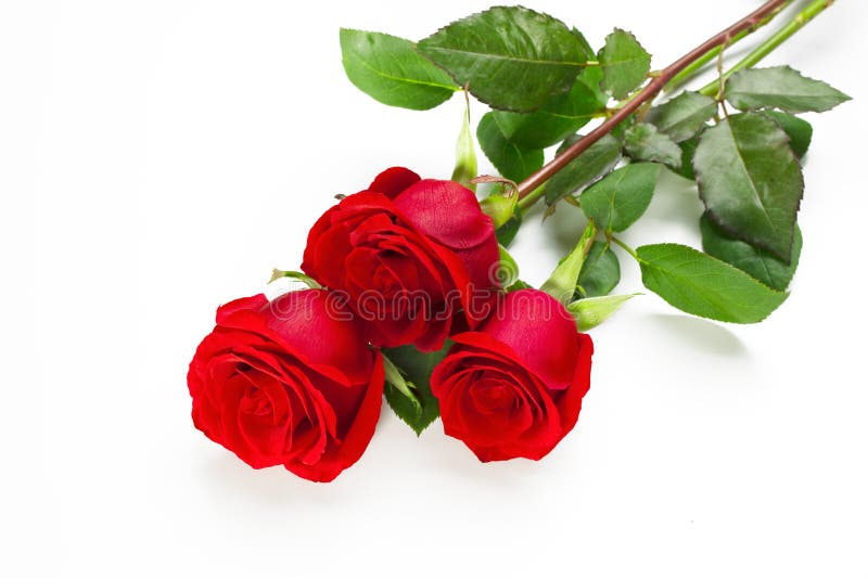 three red roses