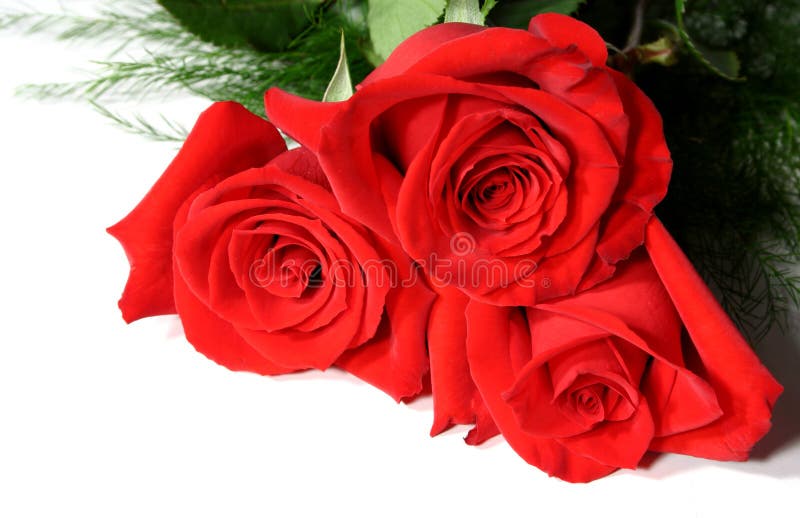 Three fresh red roses on white background. Three fresh red roses on white background