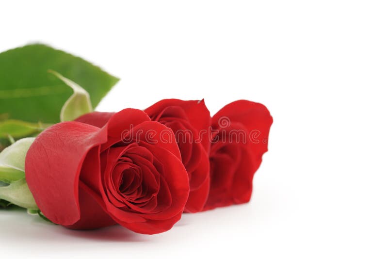Three red roses on white background with copy space stock image Three red roses on white background with copy space stock image