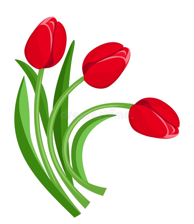 Three Red Tulips. Vector Illustration. Stock Vector - Illustration of ...