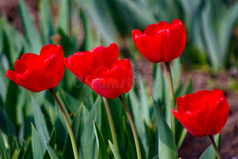 Three red tulips in a field of green leaves stock photography