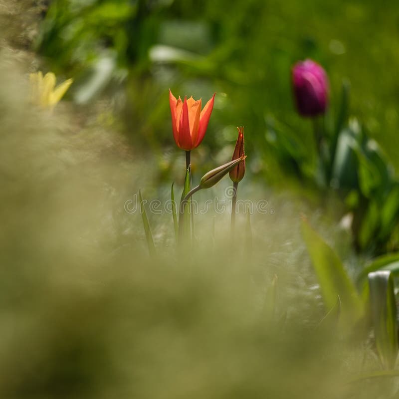 Three Red Tulips on a Soft Green Background. Red Flower of a Tulip Stock Photo Image of
