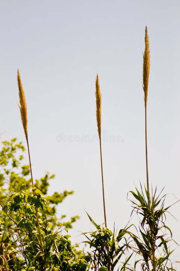 Three Reed Flowers On A Background Stock Photo Image of bambus, reed 98077462