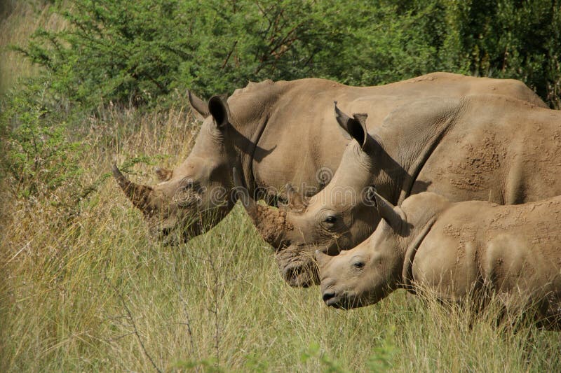 Three rhinoceroses in savanna.