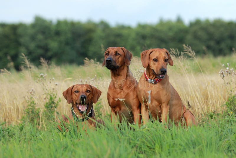 Three rhodesian ridgeback dogs