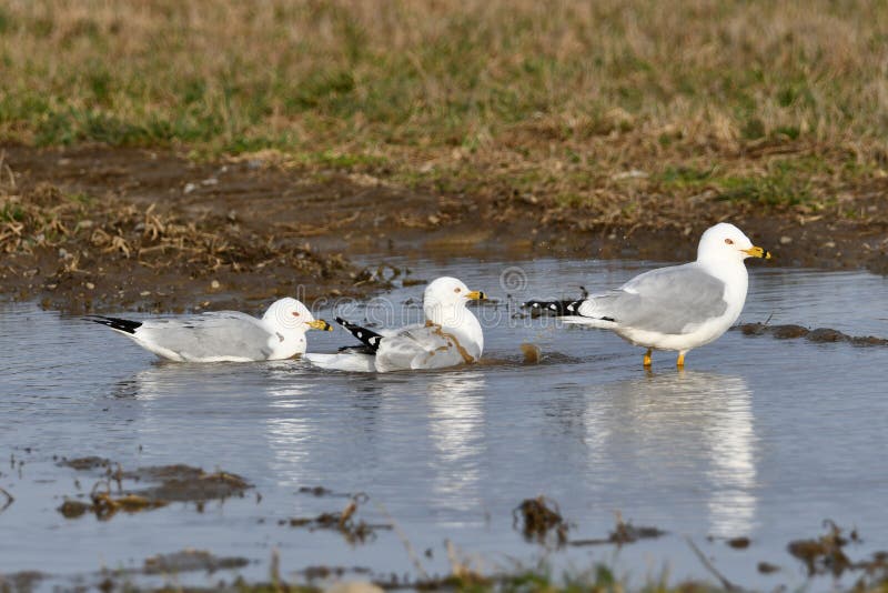 Three Ringbilled Gulls in a Flooded Field Stock Photo Image of gull, species 273065704