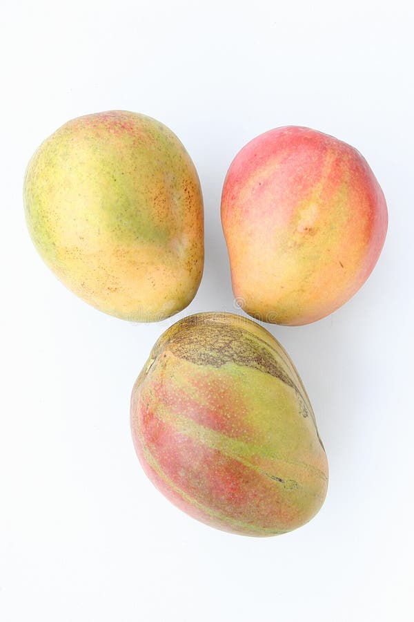 Three mangoes stock image. Image of group, ripe, eating 5141629