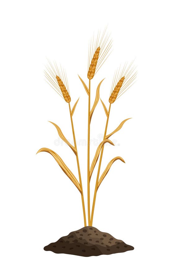 Wheat Realistic Illustration Stock Illustration - Illustration of plant ...