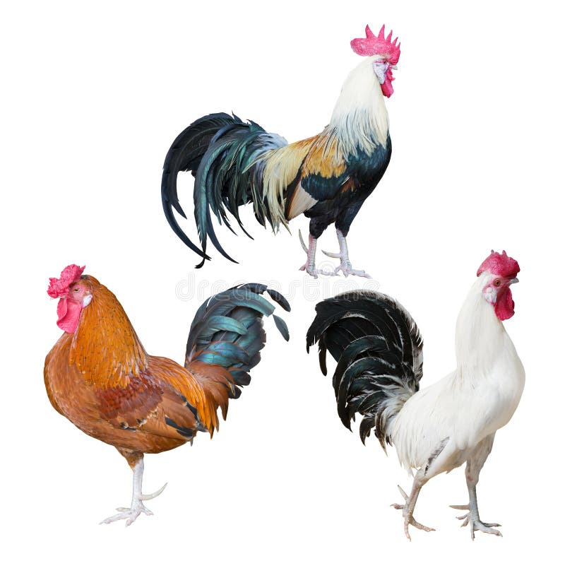Three Roosters Isolated on White Stock Photo Image of animal, chicken