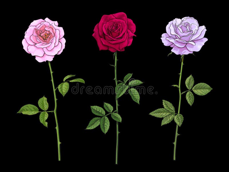 Three rose flowers pink red and pale lavender with leaves and stems isolated on black background. Hand drawn vector illustration