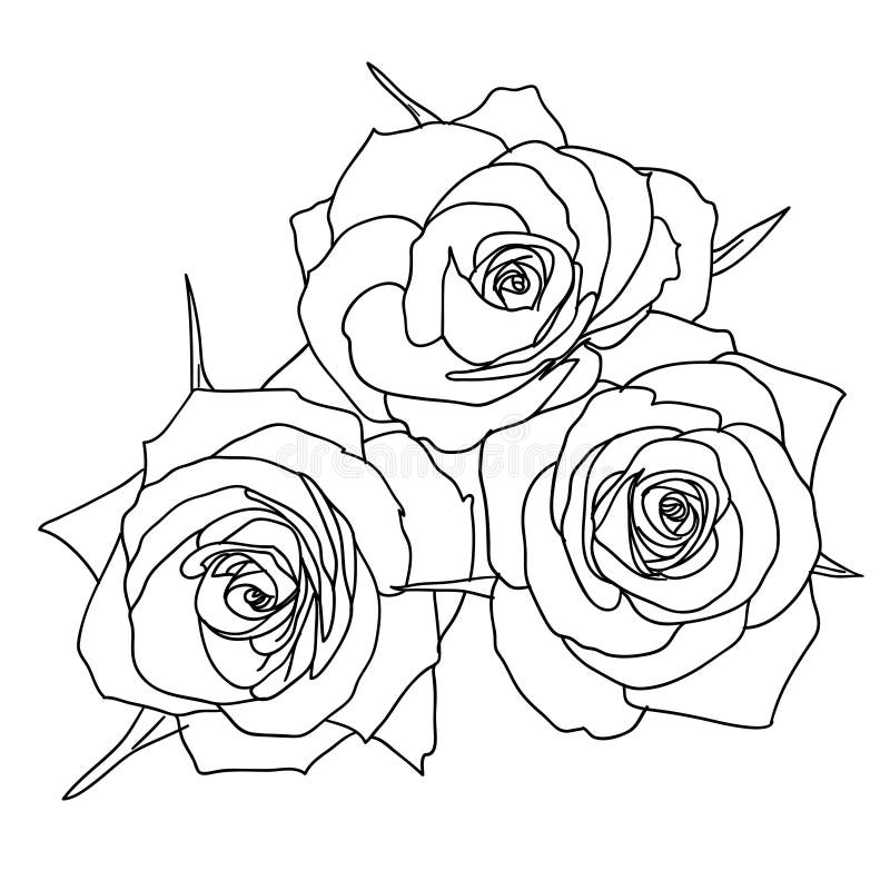 Three Roses in hand drawn style vector illustration