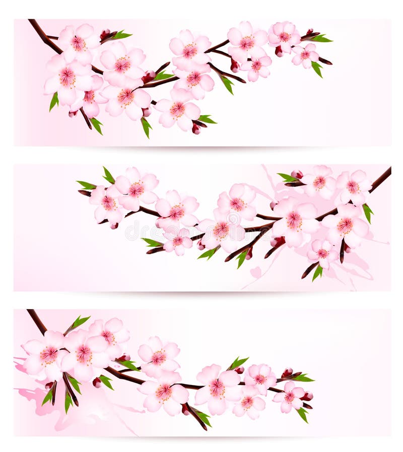 Three Sakura Branches Banners. Stock Vector - Illustration of tree ...