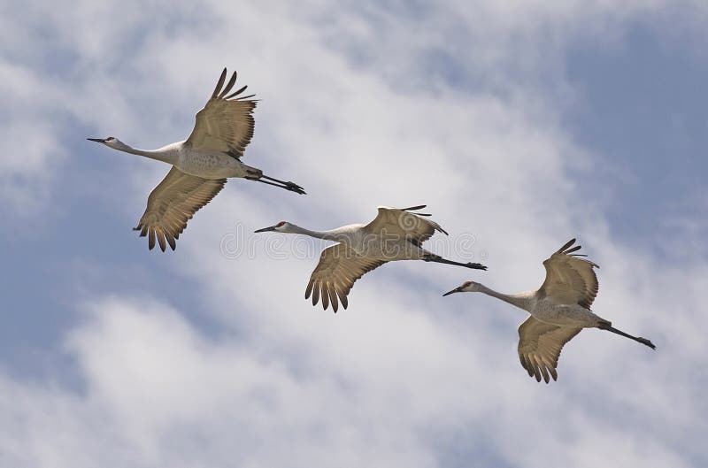 Three Sandhill Cranes Fly in Unison